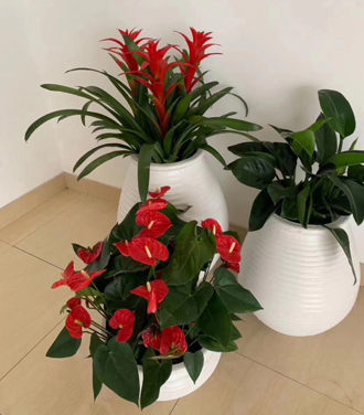 �����̻�ֲ������